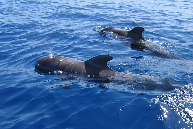 Tenerife Los Cristianos: Whale and Dolphin Eco-Yacht and Swim Stop - Why This Whale and Dolphin Eco-Yacht Feels Worth It