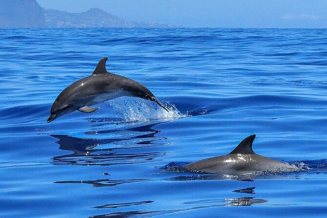 Tenerife Los Cristianos: Whale and Dolphin Eco-Yacht and Swim Stop - Palm Mar Whale Watching from Los Cristianos, in Plain Terms