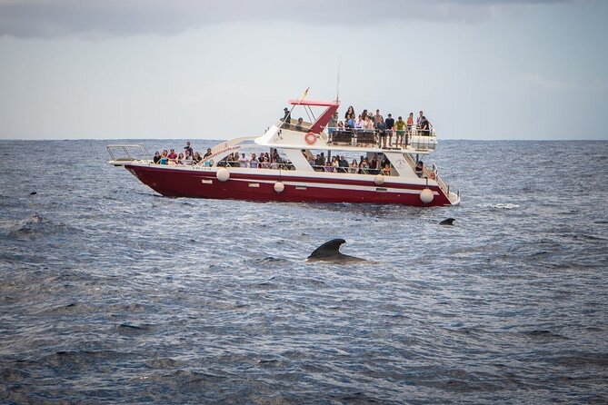 Tenerife Los Cristianos: Whale and Dolphin Eco-Yacht and Swim Stop - Boat Comfort and Sea-Sickness Strategy That Actually Helps