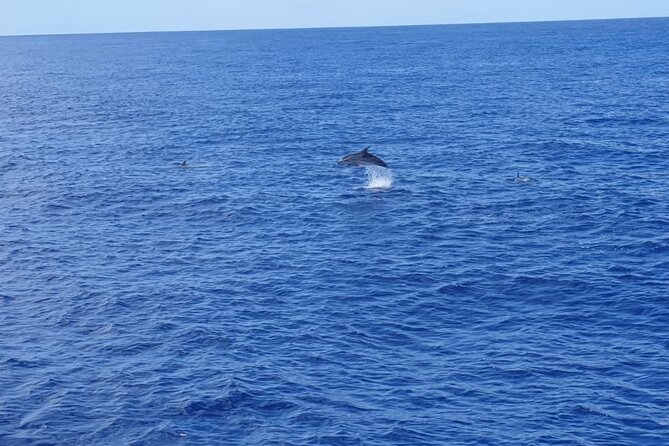 Tenerife Los Cristianos: Whale and Dolphin Eco-Yacht and Swim Stop - Value Check: Why About $18.10 Feels Like a Deal