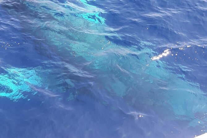 Tenerife Los Cristianos: Whale and Dolphin Eco-Yacht and Swim Stop - Photo Tips Without the Overthinking