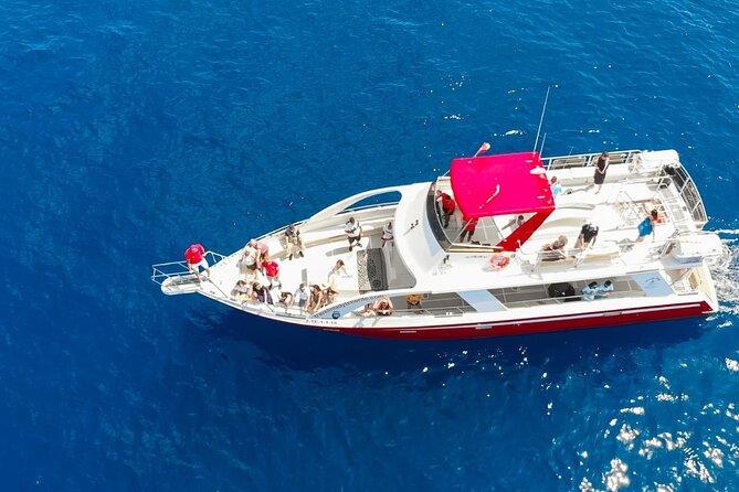 Tenerife Los Cristianos: Whale and Dolphin Eco-Yacht and Swim Stop - What You Can See: Whales, Dolphins, Sea Turtles and More