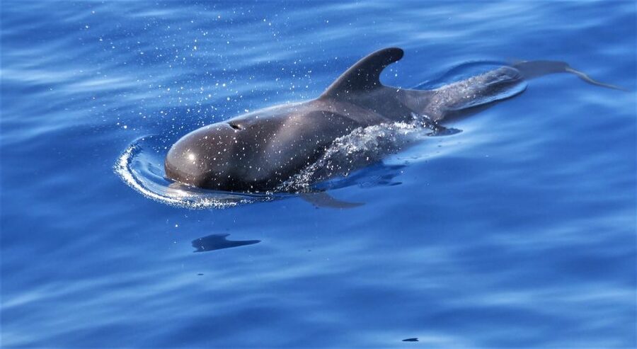 Tenerife: Los Gigantes Whale Watching Cruise by Sail Boat - When the Sail Gets Raised, It Changes the Feeling