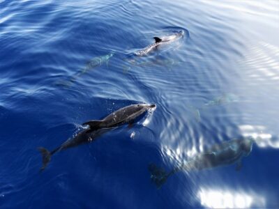 Los Gigantes Whale Watching Cruise by Sail Boat