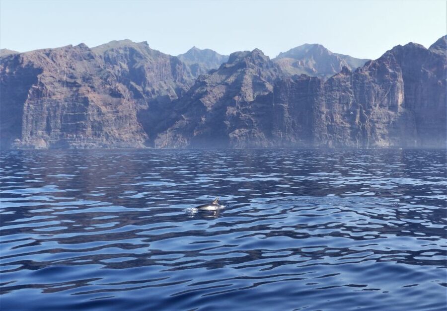 Tenerife: Los Gigantes Whale Watching Cruise by Sail Boat - How the Included Food and Drinks Make the Day Better