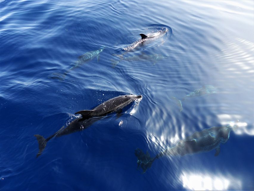 Tenerife: Los Gigantes Whale Watching Cruise by Sail Boat - Two Hours Out for Pilot Whales, Dolphins, and Turtles