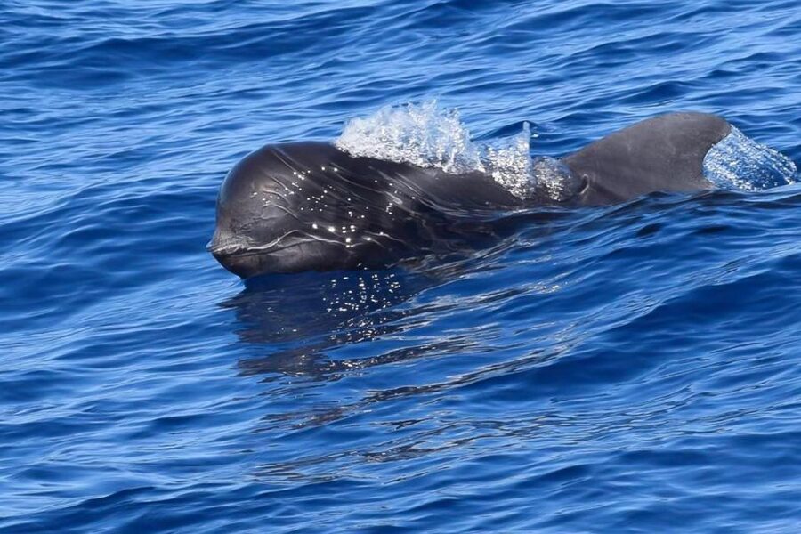 Tenerife: Luxury Private Whale & Dolphin Watching Tour - Setting Sail from Puerto Colón in Canary Islands Style
