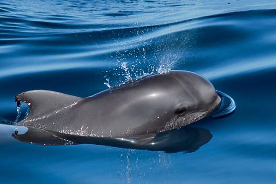 Tenerife: Luxury Private Whale & Dolphin Watching Tour - The Secluded Bay Stop, Snorkeling With Turtles