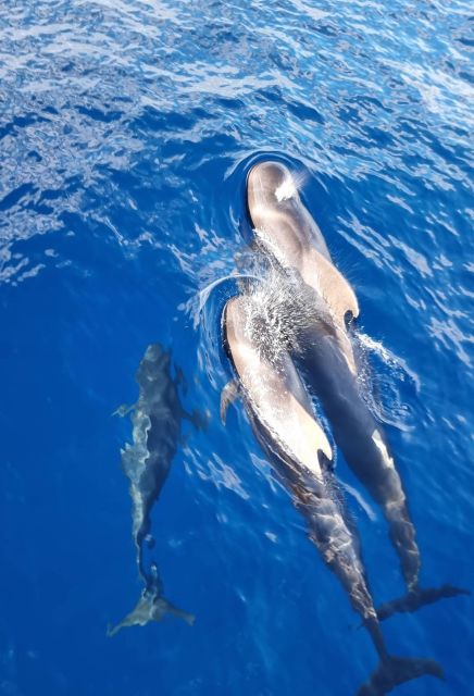 Tenerife: Marine-Life Tour with Transfer, Buffet and Drinks - Should you book this Tenerife marine-life cruise?