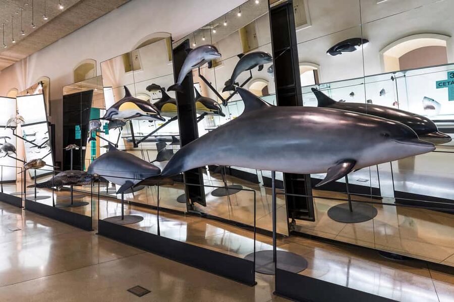 Tenerife: MUNA Museum Admission Ticket and Teide Legend Tour - What the combo ticket gives you (and why it is good value)