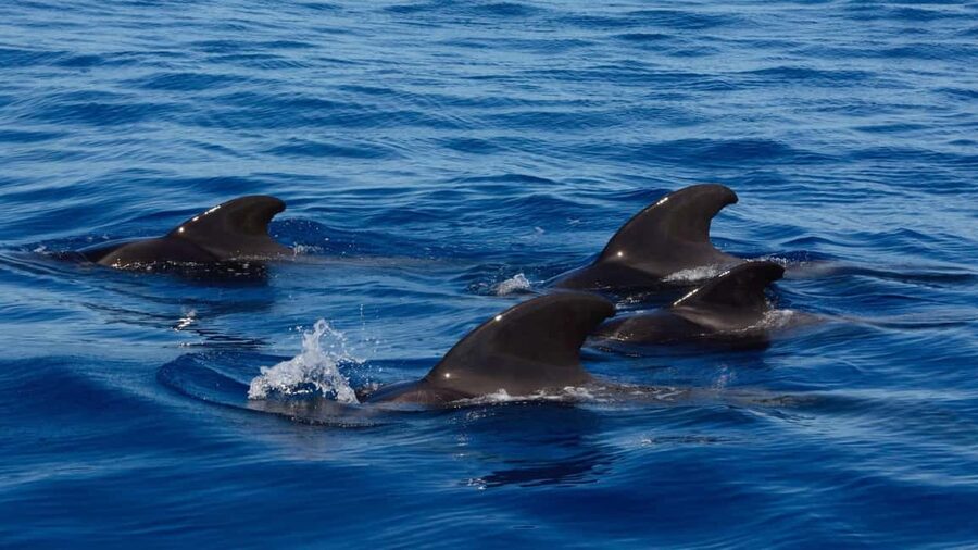 Tenerife: Ocean Pack Jet Ski and Yacht Whale Watching - Whale watching for 3 hours: how the timing changes your mindset