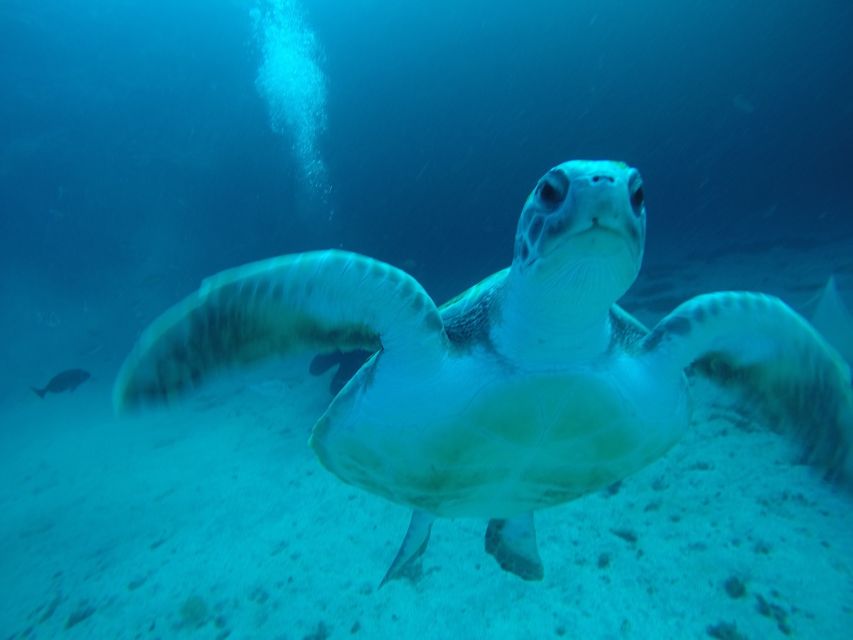 Tenerife : Private Dive for Beginners from a Boat - Safety and Crew Energy: What Small Groups Do Better