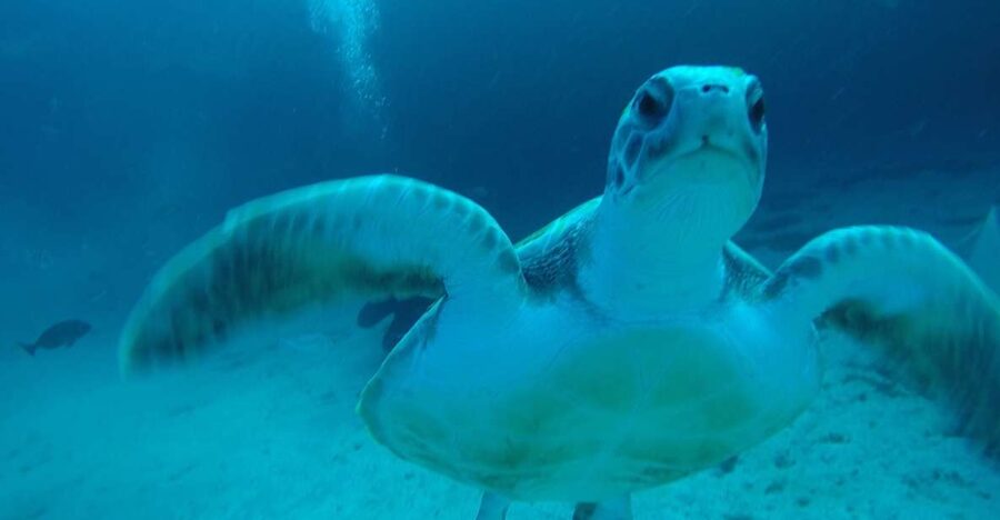 Tenerife : Private Dive for Beginners from a Boat - Getting Kitted Out: Simple Equipment, Clear Coaching