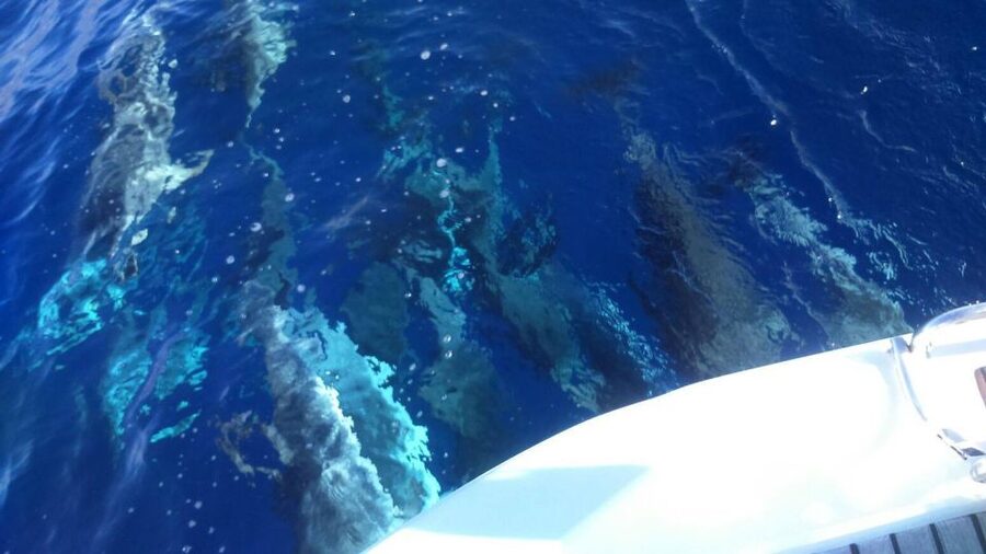 Tenerife: Private or Group 3 Hour Sailing Cruise with Drinks - Private vs Shared Sailing, and How to Choose