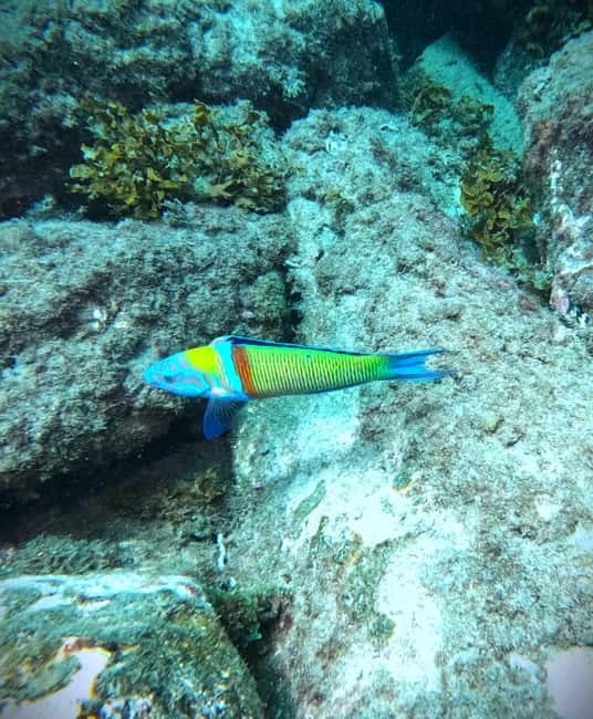 Tenerife: Private Scuba Diving–Certified Instructor & Photos - Booking smart: your key checklist before you go