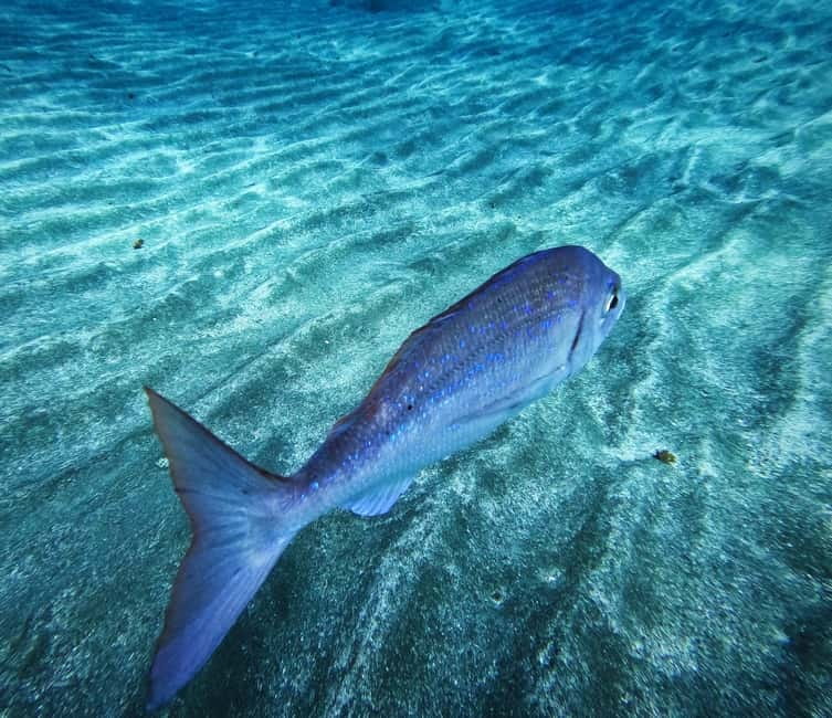 Tenerife: Private Scuba Diving–Certified Instructor & Photos - Why Los Cristianos and the south coast work for a calm start