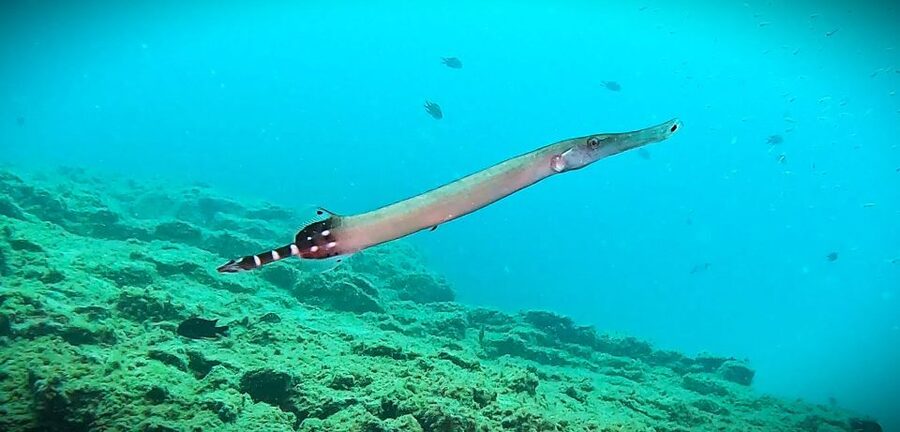 Tenerife: Private Scuba Diving–Certified Instructor & Photos - Safety briefing and full gear, plus what to bring