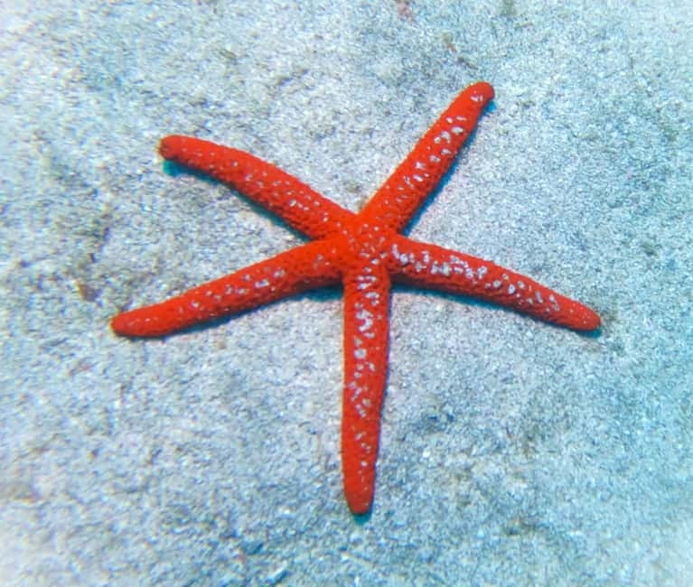 Tenerife: Private Scuba Diving–Certified Instructor & Photos - Underwater photos and videos included, and how to make them work