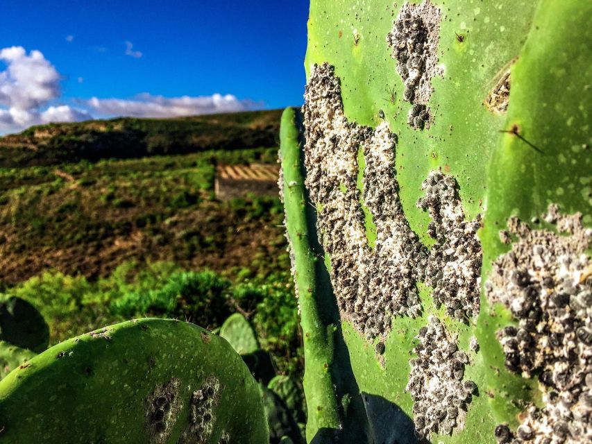 Tenerife Private Tour: Full-Day Volcanic South - The Teide National Park drive: the day’s big finish