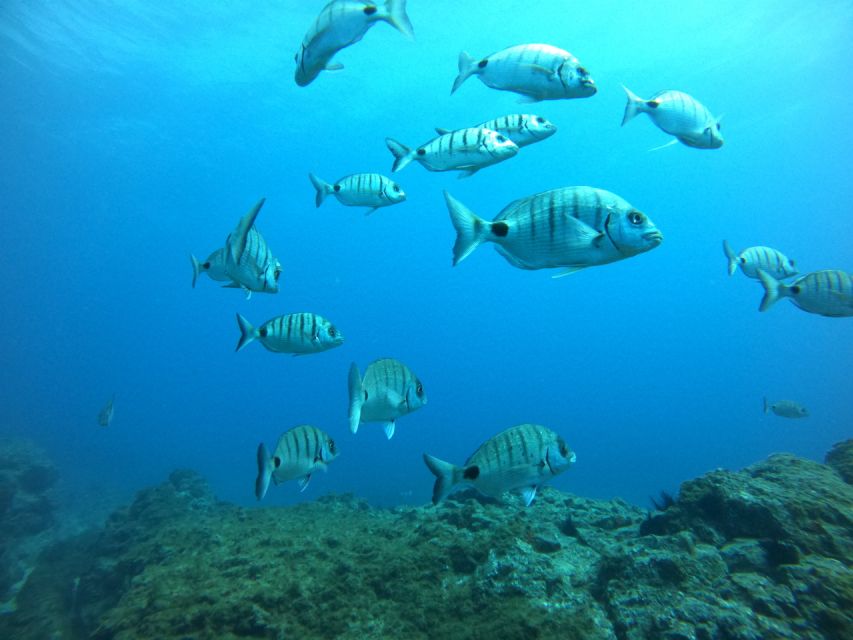 Tenerife: Puerto Colon Certified Scuba Dive by Speed Boat - Who should book this, and who should skip it