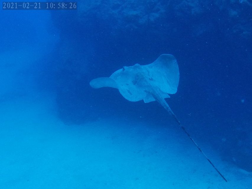 Tenerife: Puerto Colon Certified Scuba Dive by Speed Boat - Puerto Colón and the speed boat factor