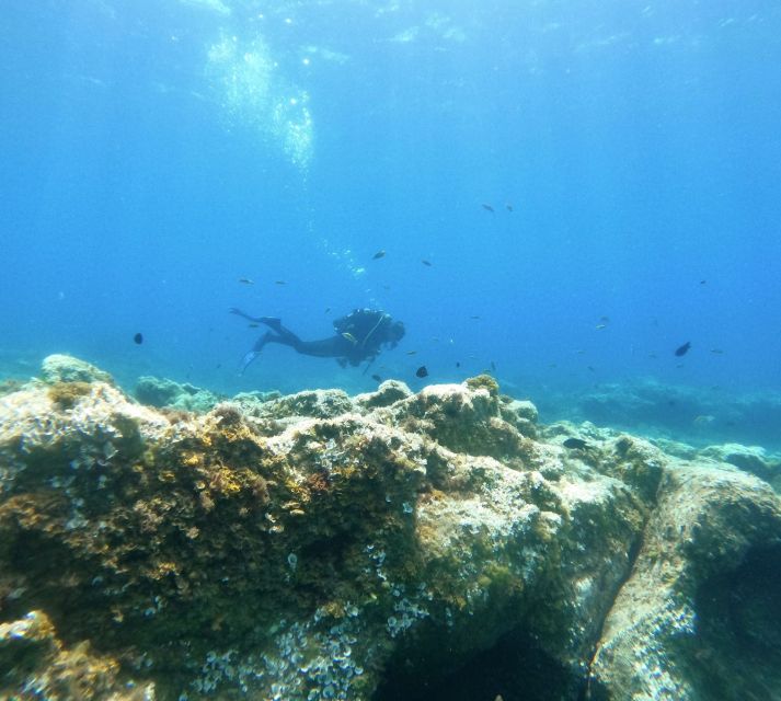 Tenerife: Puerto Colon Certified Scuba Dive by Speed Boat - Speed boat ride along the south coast of Tenerife