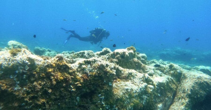 Tenerife: Puerto Colon Certified Scuba Dive by Speed Boat - Underwater time with a certified instructor, plus real expectations