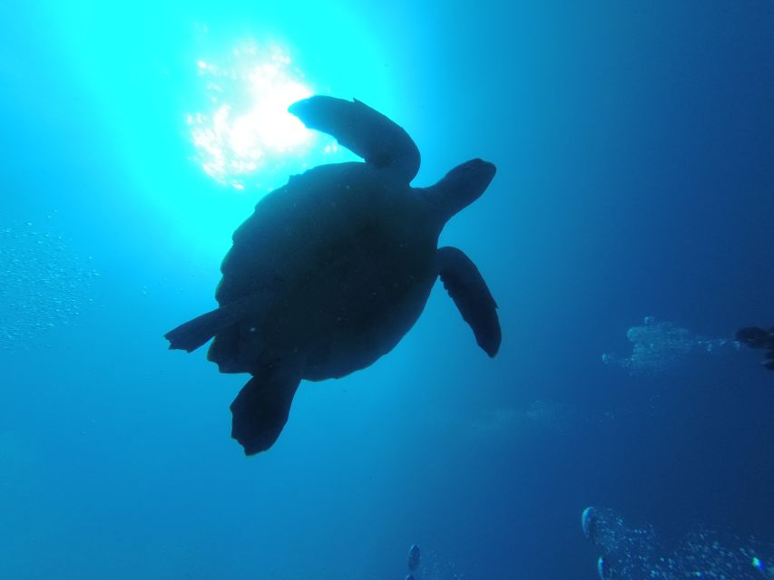 Tenerife: Puerto Colon Certified Scuba Dive by Speed Boat - Post-session rinse, debrief, and logbook stamp