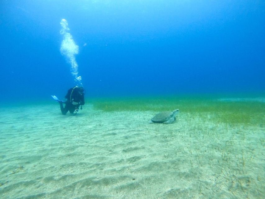 Tenerife: Puerto Colon Certified Scuba Dive by Speed Boat - Price and value for a 2-hour certified scuba session