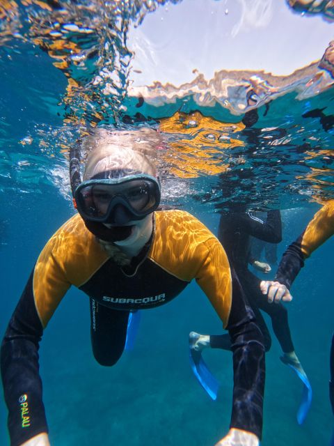 Tenerife: Puerto Colon Snorkel Safari by Speed Boat - What you might see: turtles, stingrays, cuttlefish, and more