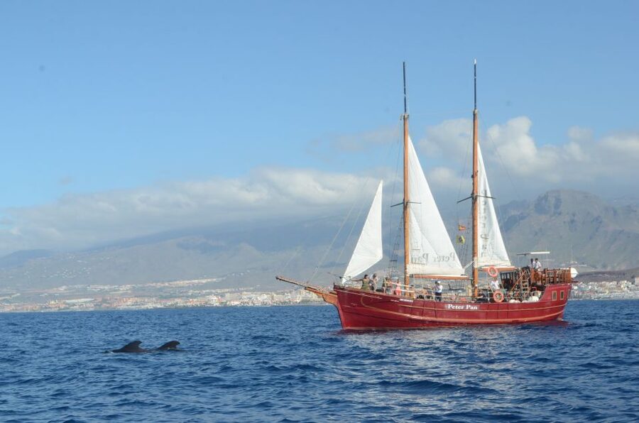 Tenerife:Respectful Whale Watching, Pirate Ship, & Swim - Key Highlights You Should Care About