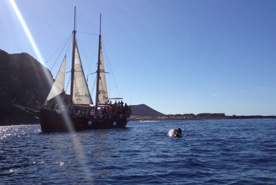Tenerife:Respectful Whale Watching, Pirate Ship, & Swim - Best Fit: Who Will Love This Most