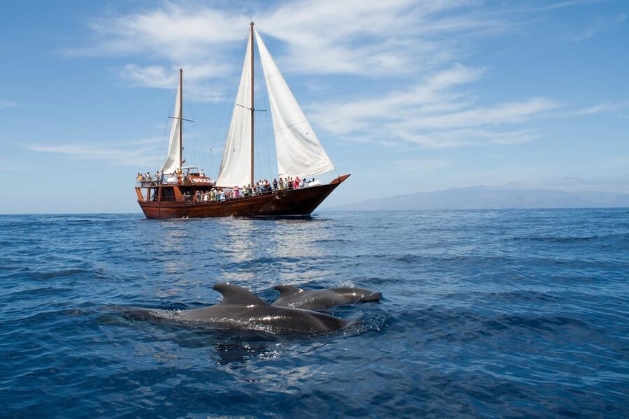 Tenerife:Respectful Whale Watching, Pirate Ship, & Swim - Los Cristianos Pickup and How the Tour Loop Works