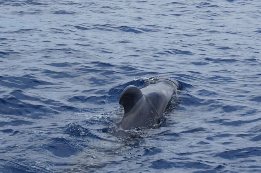 Tenerife:Respectful Whale Watching, Pirate Ship, & Swim - What Actually Happens on the Water During the 2 Hours