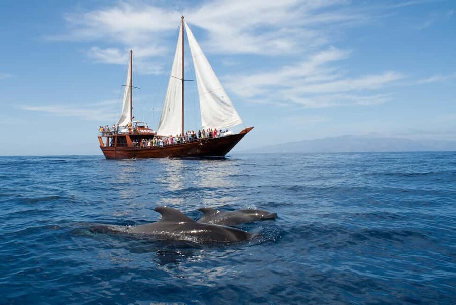 Tenerife:Respectful Whale Watching, Pirate Ship, & Swim - The Boat Experience: Portuguese Schooner Meets Pirate-Ship Fun