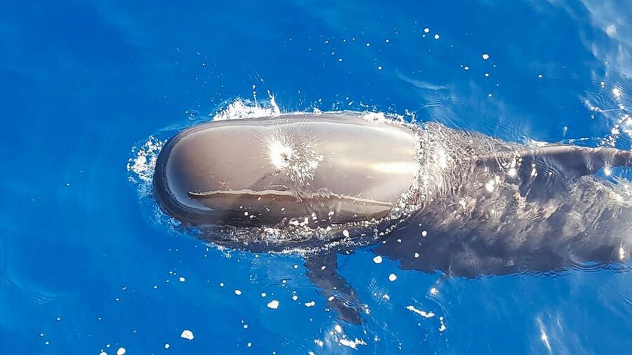 Tenerife: Sailboat Tour with Food and Snorkeling - Key points that make this tour worth your time