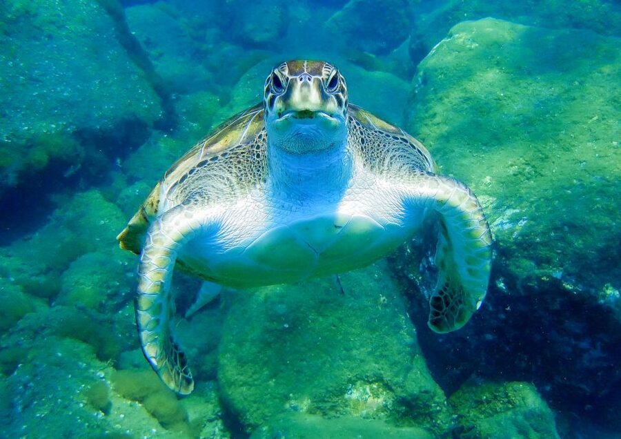 Tenerife: Sailboat Tour with Food and Snorkeling - The Puerto Colón water stop: swimming and snorkeling in warm bays