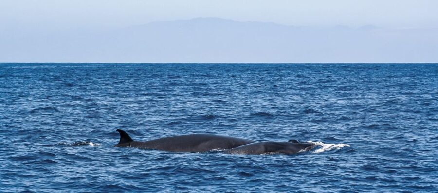 Tenerife: Sailboat Tour with Food and Snorkeling - Value check: is $68 per person worth it?