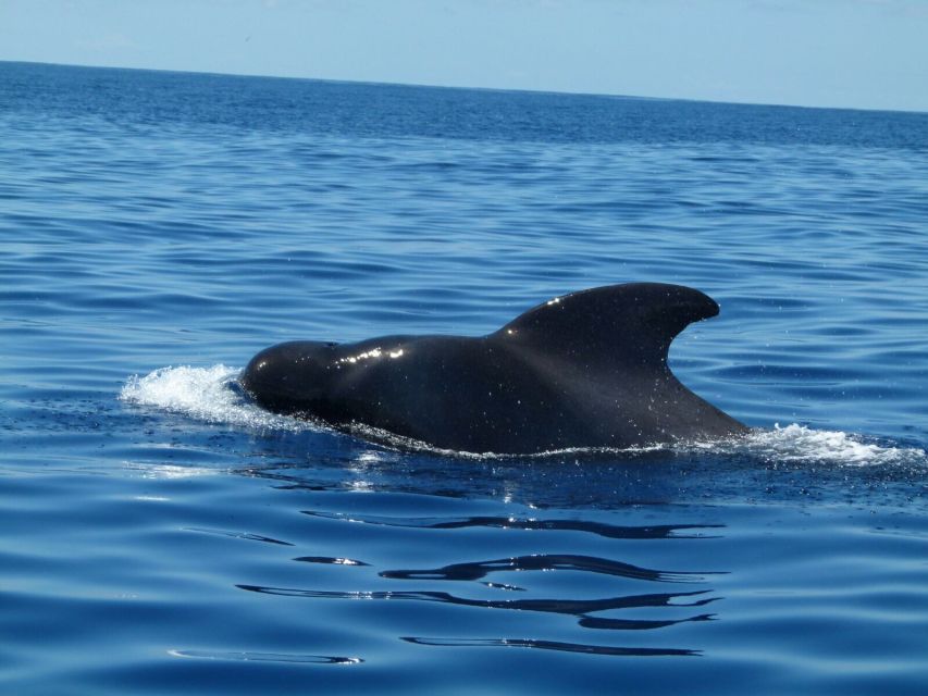 Tenerife: Sailing Excursion with Whale and Dolphin Watching - What’s included on board (and how to judge the value)