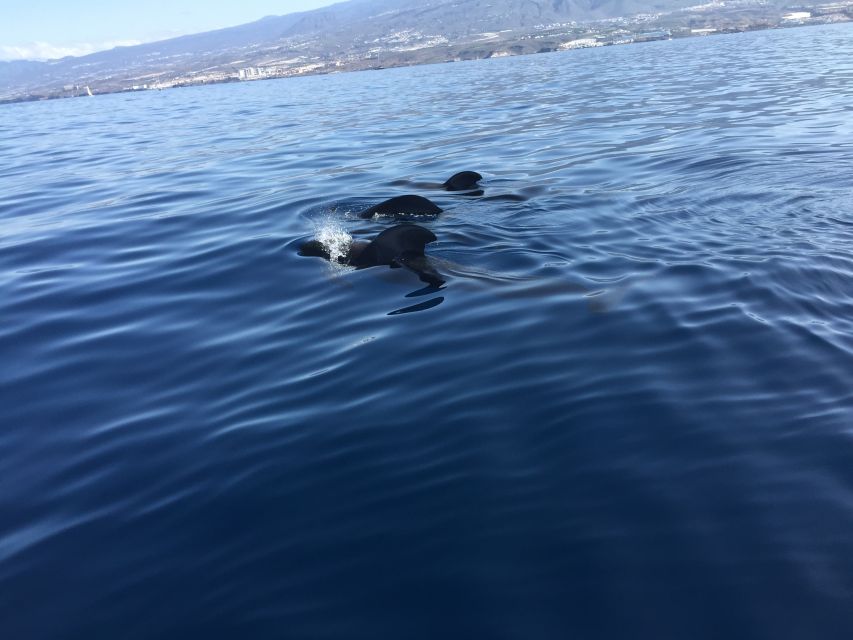 Tenerife: Sailing Excursion with Whale and Dolphin Watching - Where the tour starts in Puerto Colón (and what to do when you arrive)