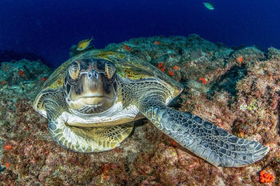 Tenerife: Scuba Diving Experience for Every Level - Key highlights at a glance
