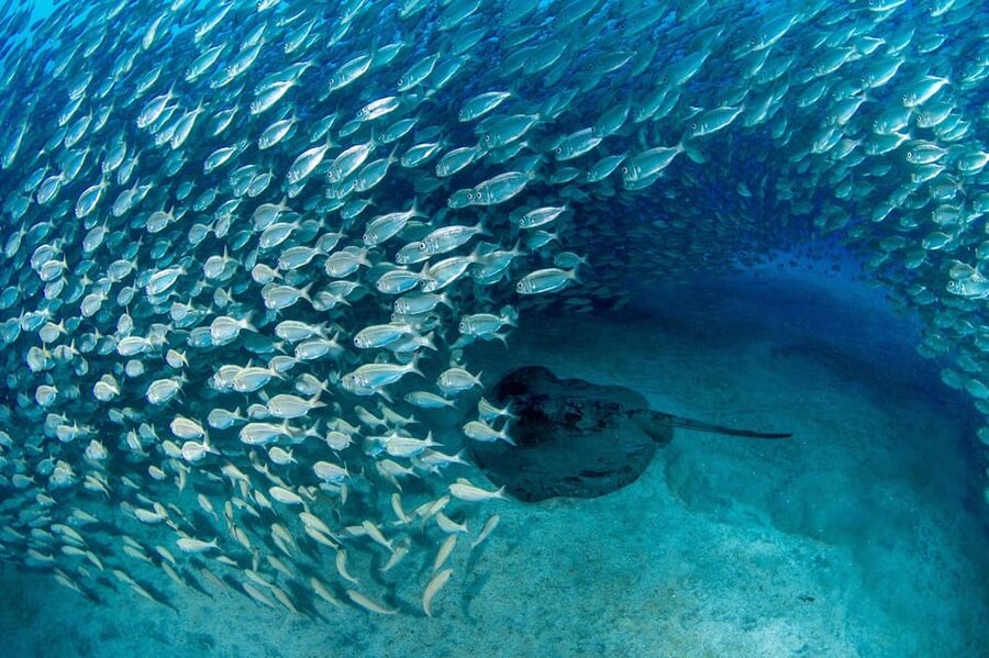 Tenerife: Scuba Diving Experience for Every Level - Where You Start: Playa de las Vistas and a “Small Crew” Mindset