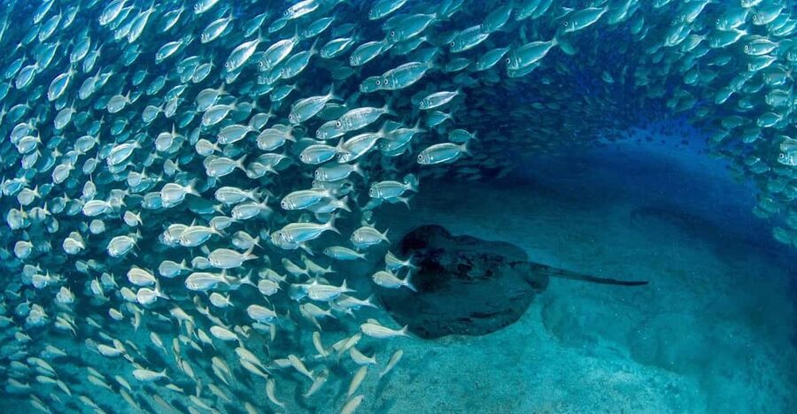 Tenerife: Scuba Diving Experience for Every Level - Your Gear List: What’s Included and Why It Helps First-Timers