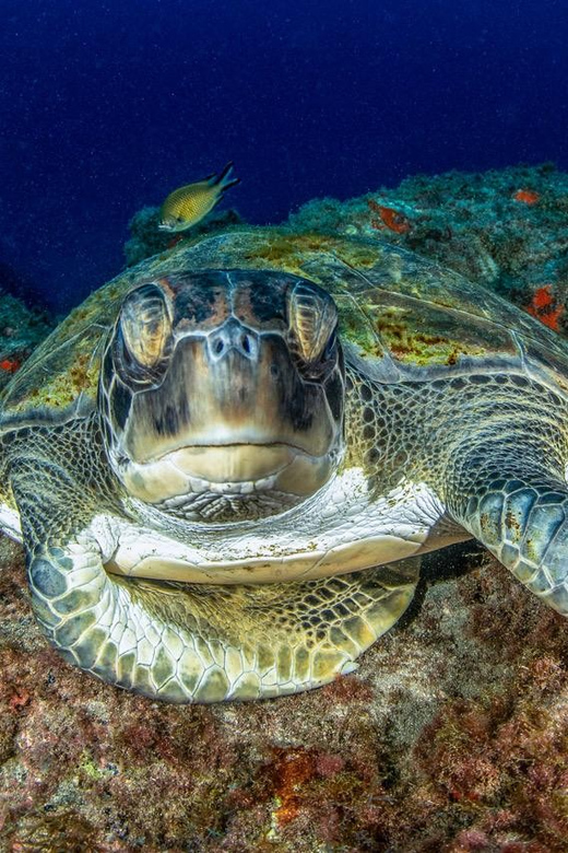 Tenerife: Scuba Diving Experience for Every Level - The 2.5-Hour Plan: Briefing, Gear Fitting, Shallow Practice, Guided Underwater Time