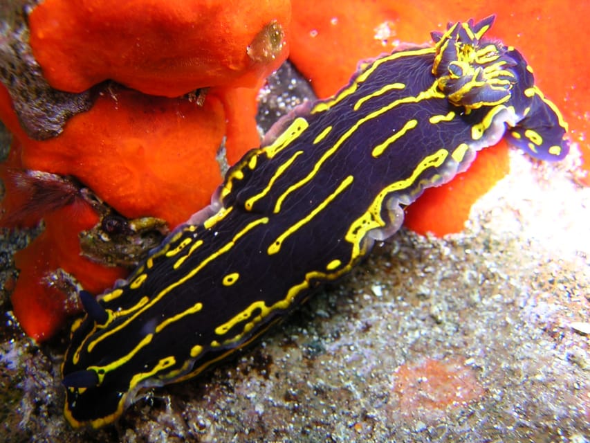 Tenerife Scuba Diving for Certified Divers - Free underwater pictures: a small add-on that can save you later