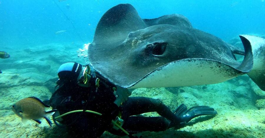 Tenerife: Scuba Diving for Certified Divers in Tenerife - Key things that make this Tenerife scuba program worth your attention