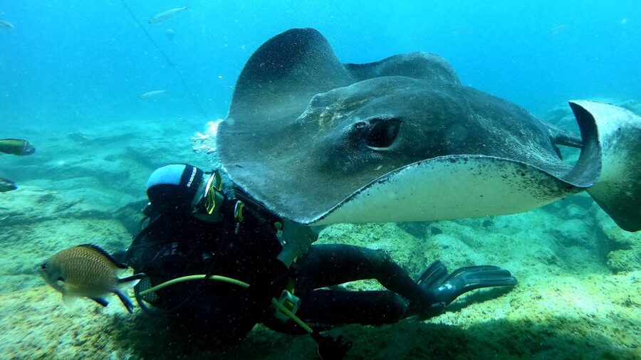 Tenerife: Scuba Diving for Certified Divers in Tenerife - Wrecks, caves, and Atlantic wildlife: how to maximize your sightings