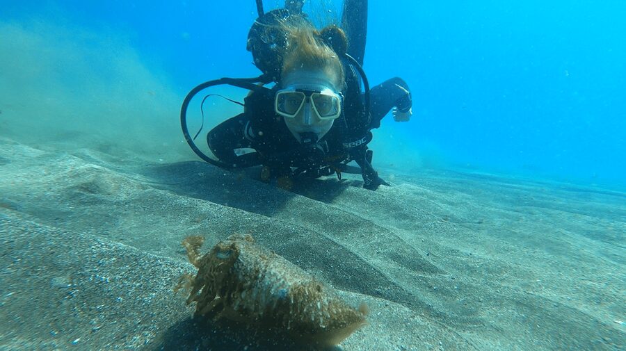 Tenerife: Scuba Diving Lesson and Abades Protected Area Dive - Key takeaways before you book Abades