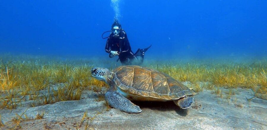 Tenerife: Scuba Diving Lesson and Abades Protected Area Dive - Why Abades Protected Waters Are a Smart Place to Start