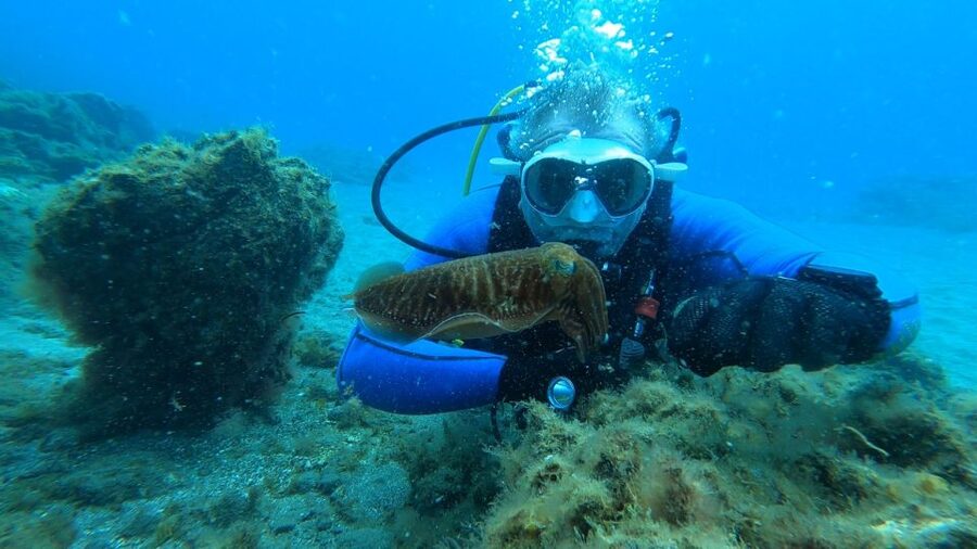 Tenerife: Scuba Diving Lesson and Abades Protected Area Dive - The 3-Hour Flow: What Happens From Meet to Finish